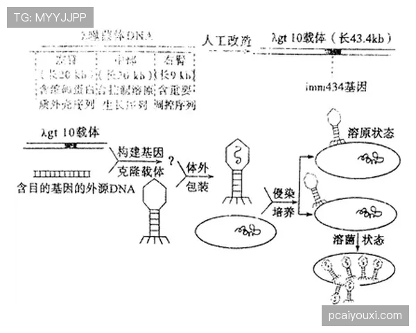 恩昆库的全能性从何而来：终结与组织能力如何共存