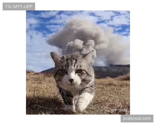 掌敏洁家的猫都比我的工资高